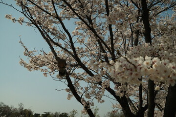 벚꽃, 나무, 꽃, 풍경, 하늘 