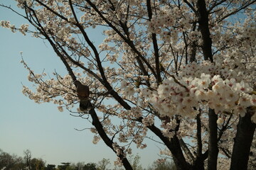 벚꽃, 나무, 꽃, 풍경, 하늘 