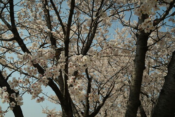 Fototapeta na wymiar 벚꽃, 나무, 꽃, 풍경, 하늘 