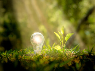 A tree growing next to a light bulb while receiving a ray of sunlight. Green energy concept.
