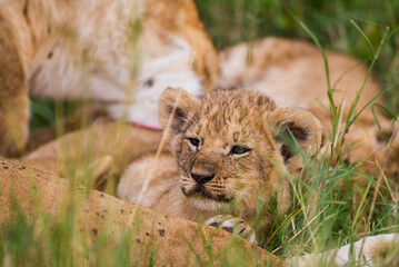 Lions cubs playing under the protection of their mother in the Masai Mara in Kenya