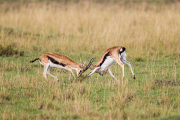 Naklejka na ściany i meble Thomson's Gazelle males fighting on the grass of the Masai Mara, Kenya 