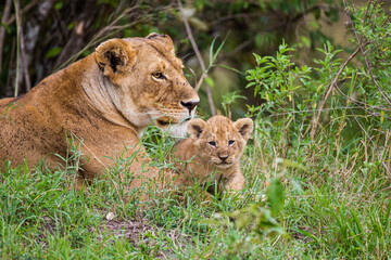 Fototapeta na wymiar Lions cubs playing under the protection of their mother in the Masai Mara in Kenya