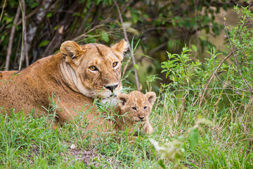 Lions cubs playing under the protection of their mother in the Masai Mara in Kenya