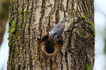 Obraz premium nuthatch at the hollow, little forest bird nest, spring in the wild nature