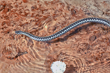 blue european viper, striped venomous dangerous snake nature wild