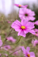 Closeup of flowers of Cosmos Bipinnatus in a garden in early autumn