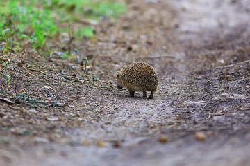 animal wild in nature hedgehog in the forest, european hedgehog runs