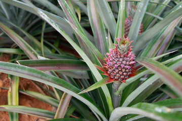 ripe pineapple on tree in farm