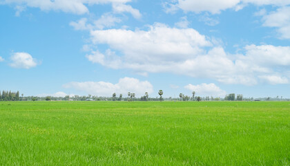 Fototapeta na wymiar green paddy rice field with blue sky in summer