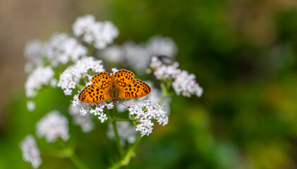 large reddish butterfly with black spots, Brenthis daphne
