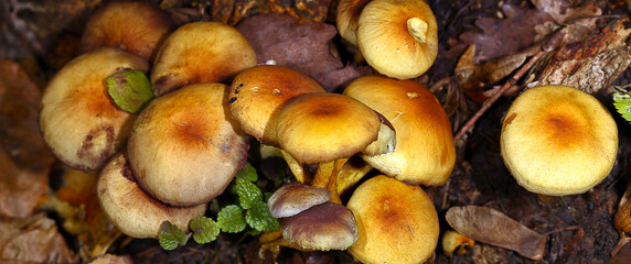 Family of forest mushrooms ...