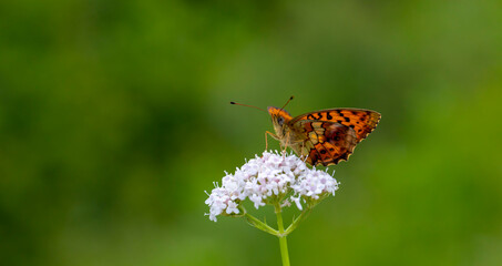 large reddish butterfly with black spots, Brenthis daphne