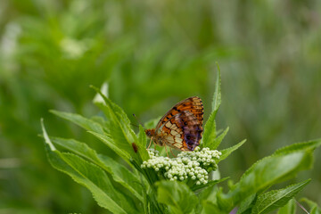 large reddish butterfly with black spots, Brenthis daphne