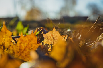 Autumn foliage fallen from the trees lies on the ground .