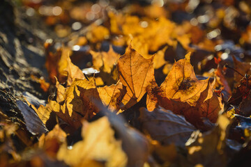 Autumn foliage fallen from the trees lies on the ground .