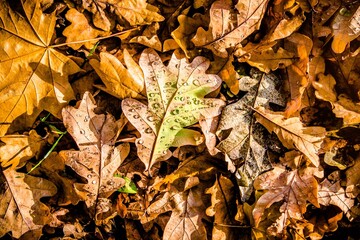 Autumn background-oak leaves fallen leaves lying on the grass
