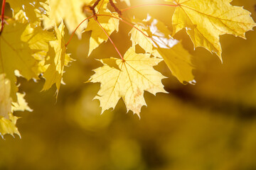 Autumn background-yellow maple leaves in the city Park