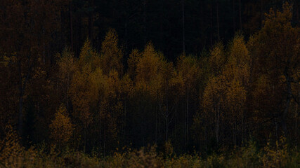 yellow birches on black forest background. Very dark landscape