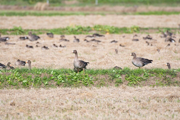 Obraz na płótnie Canvas Flock of white-fronted geese in the field