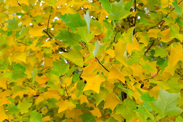 background with green and yellow autumn leaves. close-up, green-yellow leaves on a tree in the rays of the autumn sun. In the park on a sunny day. autumn theme, beautiful season