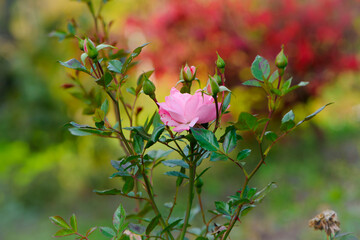 Beautiful pink rose in a garden. beautiful delicate flower. autumn flower bed. rose bush blooms in the autumn garden. autumn season. the concept of romance, love, gardening. close-up