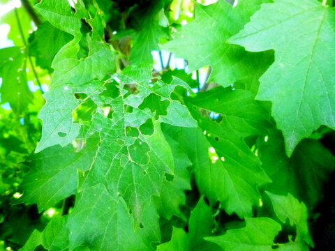 Viburnum Leaves Full Of Holes, Eaten By Insect Pests