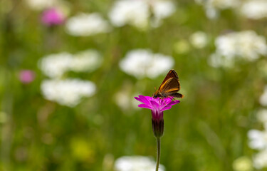 yellowish butterfly feeding on tiny pink flower, Thymelicus sylvestris	