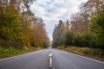 road in autumn forest