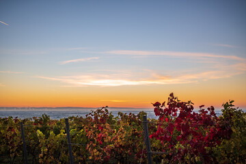 colored fall leaves in a vinyard at sunrise
