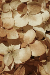 Close-up of beautiful dry hydrangea flowers. Natural floral autumn background. Selective focus