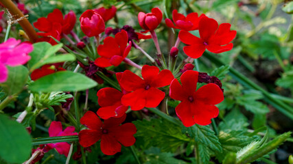 真夏でも元気に可愛く咲くバーベナ