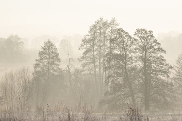 amazing morning scenery misty woods silhouette of forest wood obscure by moisture in the mountains forest air haze landscape