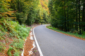 Obraz premium Carretera entre arboles