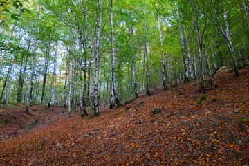 Manto otoñal en el bosque