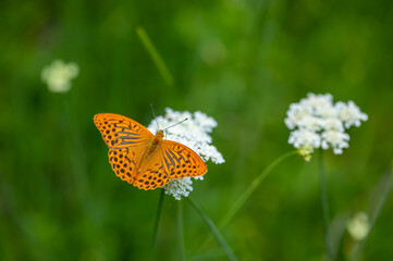 big orange butterfly on white flower, Argynnis paphia