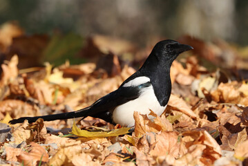 magpie