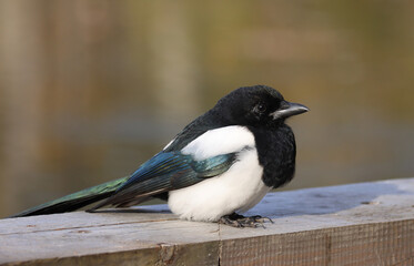 magpie