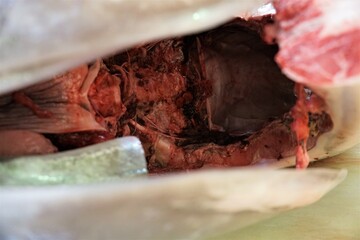 マグロの解体ショー