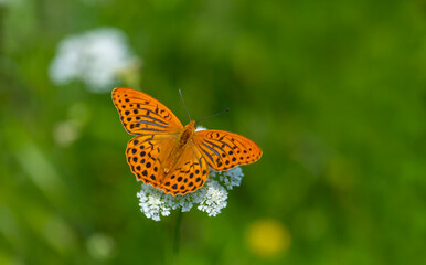Obraz premium big orange butterfly on white flower, Argynnis paphia