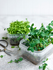 Assortment of micro greens on wooden table