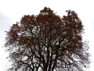 tree crown