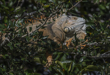 Vertical shot of an American iguana in nature.