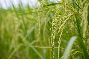 Fototapeta na wymiar Close-up view of rice