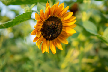 Sunflower natural background. Golden sunflower. Single, close-up sunflower.