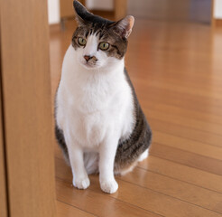 座っている猫　キジトラ白