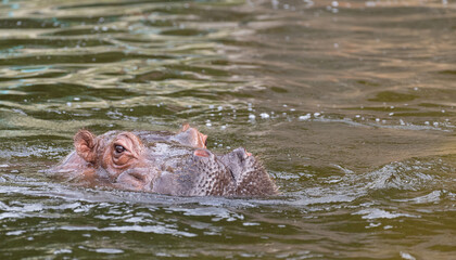 Fototapeta premium 泳ぐカバ