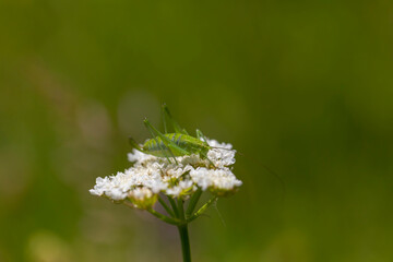 green grasshopper on white flower
