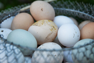 Fresh dirty chicken eggs in a metal mesh. Household, natural food and vitamins. Close-up.