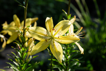 Fototapeta na wymiar Beautiful blooming yellow lilies in the garden on a sunny day. Close-up.
